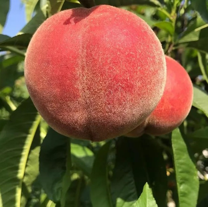 Персик Сочный