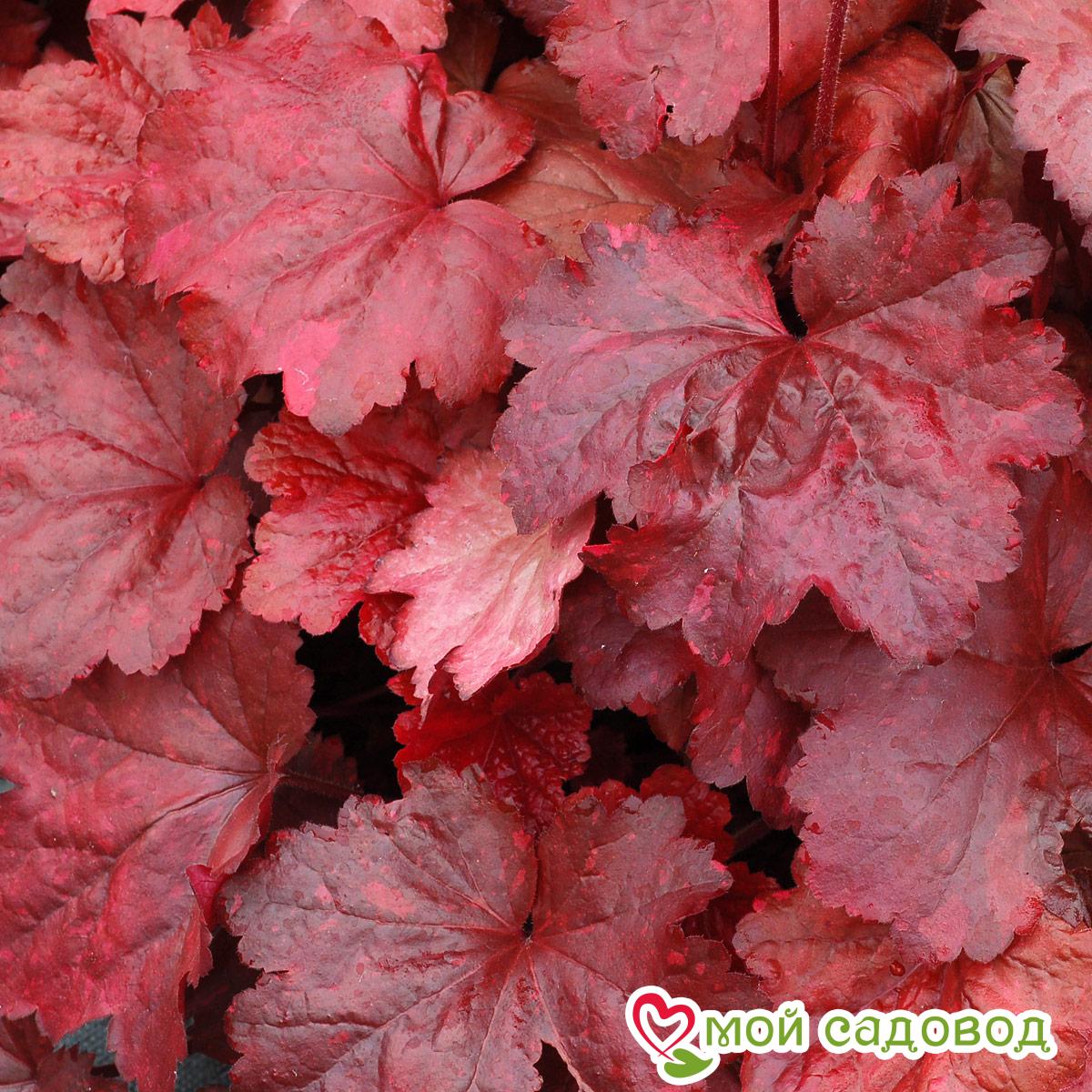 Гейхера Гэлакси